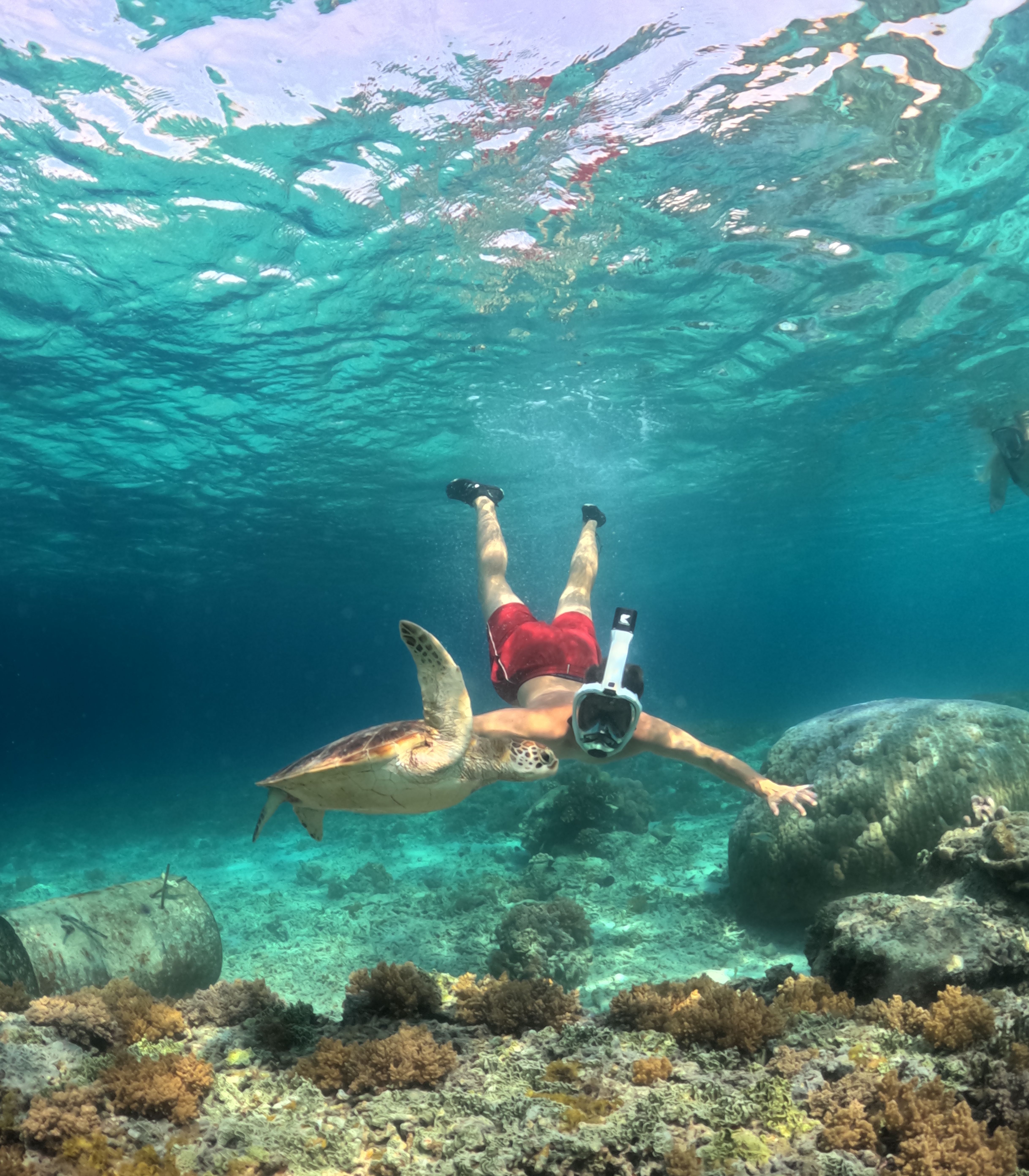 A snorkeller swimming beside a sea turtle in clear water